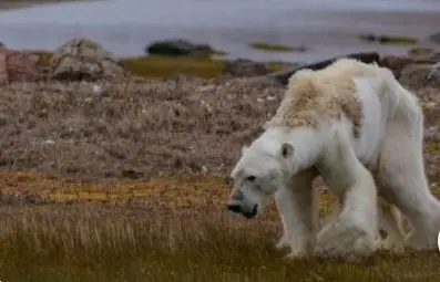 <p> consecuencias del cambio clim&aacute;tico </p>