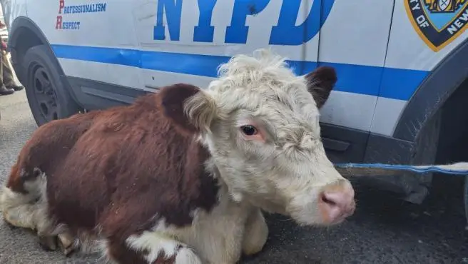 <p> La vaca Stella en el momento de ser arrestada </p>