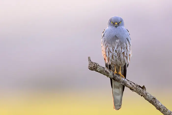 Esparver cendr&oacute;s - Aguilucho cenizo (Cyrcus pygargus) ACCIPITRIDAE
