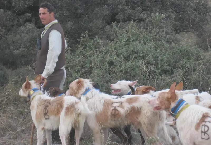 <p> Archivo - Una rehala de podencos (Foto de archivo). - EUROPA PRESS/DIPUTACI&Oacute;N DE C&Oacute;RDOBA - Archivo </p>