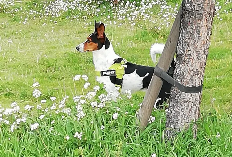 <p> Charly en el campo - EUROPA PRESS </p>