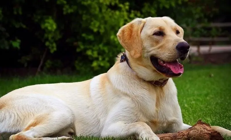 <p> El perro ha salvado la vida de su due&ntilde;a gracias a su olfato. </p>
