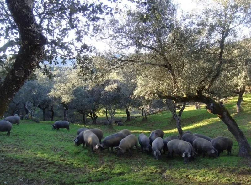 <p> La ganader&iacute;a andaluza, profundamente molesta con Alberto Garz&oacute;n. </p>