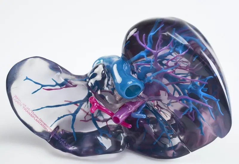 <p> Archivo - Higado - AIJU - Archivo </p>