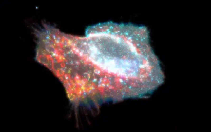 <p> Una c&eacute;lula durante la piroptosis, el proceso de muerte celular que suelen provocar las infecciones y que da lugar a un exceso de inflamaci&oacute;n en el organismo. - GARY MO </p>