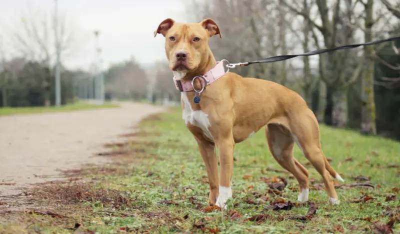 <p> Un pitbull. ZOOPLUS </p>