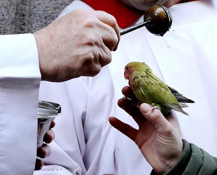 <p> Bendici&oacute;n de animales en la Iglesia de San Ant&oacute;n en Madrid </p>