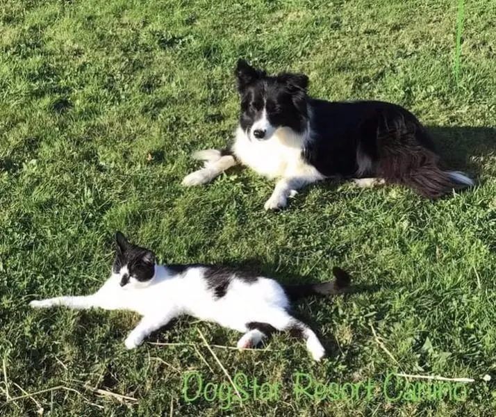 <p> Animales dom&eacute;sticos. Perro. Gato. Servicio de recogida de animales </p>