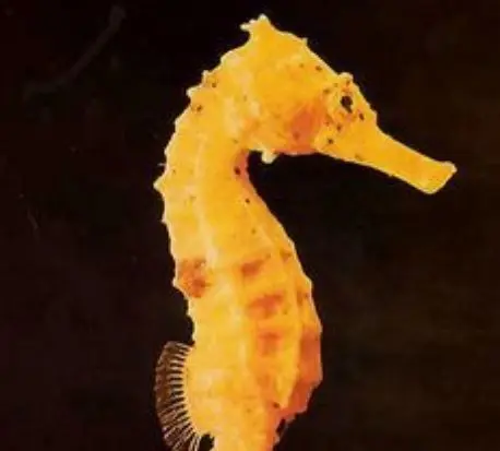 <p> descubren nuevas especies animales </p>