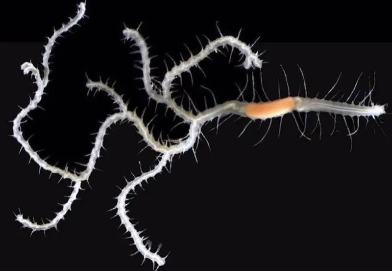 <p> El gusano ha recibido el nombre del n&eacute;mesis de Godzilla, Ghidorah. </p>