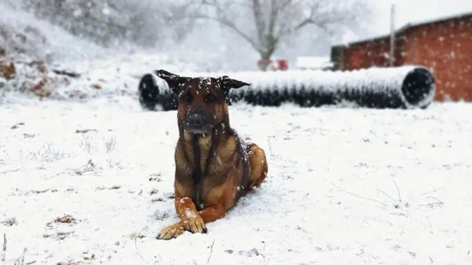 <p> Perro en la nieve. Fuente: Twitter @UMEgob </p>