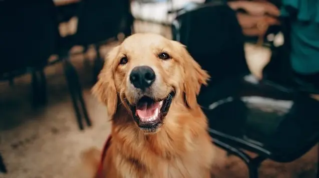 <p> El perro ya se encuentra en mucho mejor estado. </p>