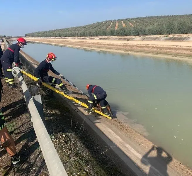 <p> Bomberos de Puente Genil rescatando a uno de los perros </p>