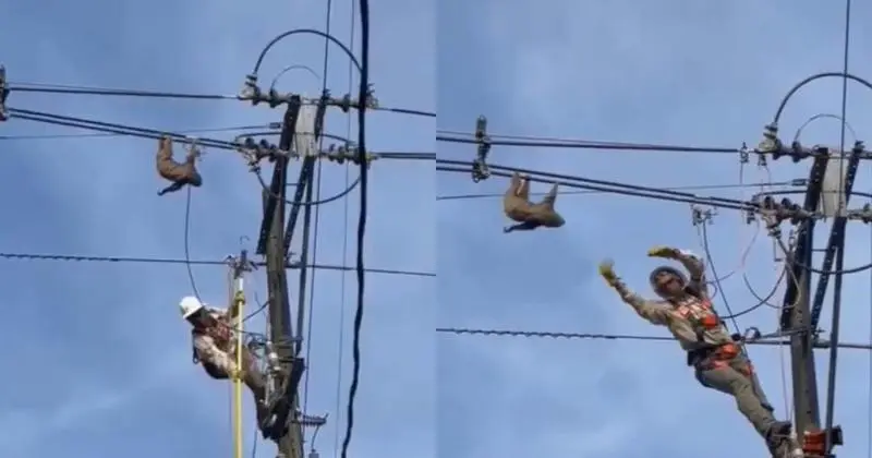 <p> El t&eacute;cnico de electricidad rescatando al perezoso </p>