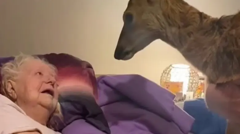 <p> La visita de Bambi. - Facebook de Lisa McDonald </p>