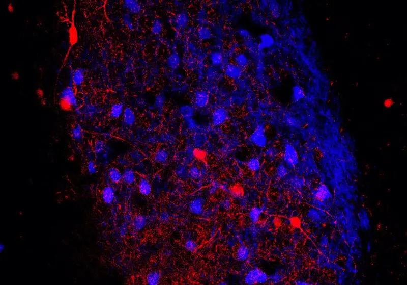 <p> Imagen de la am&iacute;gdala basolateral de un rat&oacute;n Thy1 en que se pueden observar las neuronas excitadoras (de color azul) y las neuronas inhibidoras PV+ (de color rojo). - REMITIDA UNIVERSITAT DE VAL&Egrave;NCIA </p>
