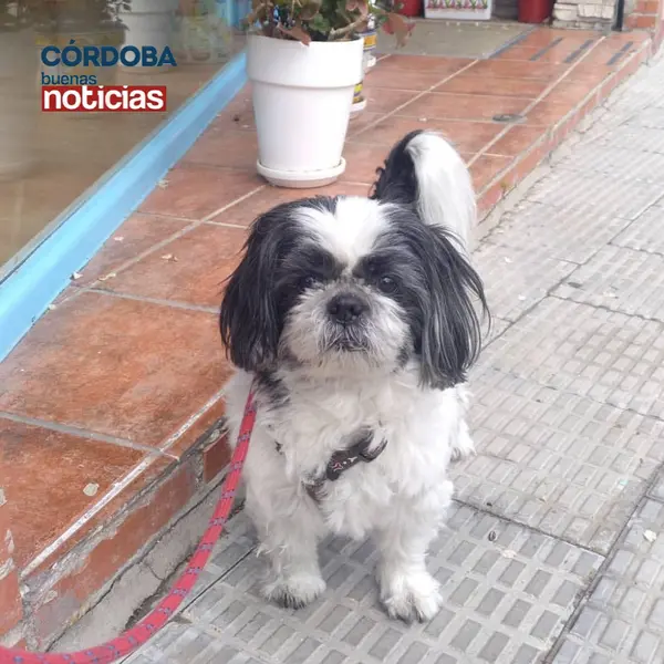 <p> Perro | Adri&aacute;n Abad </p>