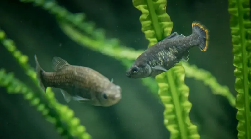 <p> Zool&oacute;gico de Chester. </p>