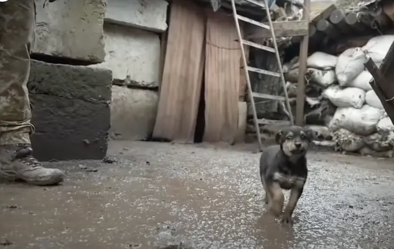 <p> Rambo, el cachorro adoptado. </p>