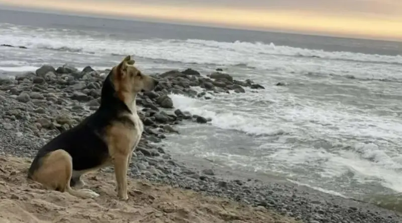 <p> Vaguito, un perro de Lima (Per&uacute;) que acude solo a la playa, esperando el regreso de su due&ntilde;o fallecido. - Twitter. </p>