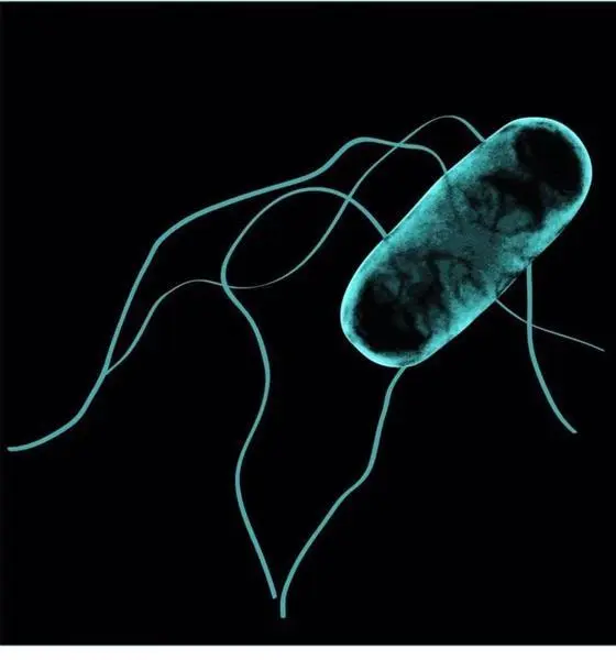 <p> Archivo - Salmonella africana. - DRA. SIAN OWEN Y DRA. ROCIO CANALS </p>