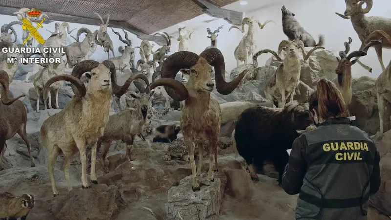 <p> Operaci&oacute;n 'VALCITES'  | Guardia Civil </p>