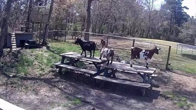 <p> La cabra se enfrent&oacute; a un ZORRO | Animales valientes - YOUTUBE - VIDELO - LINDSEY MILLER </p>