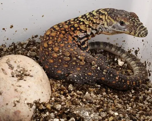 <p> Drag&oacute;n de Komodo </p>