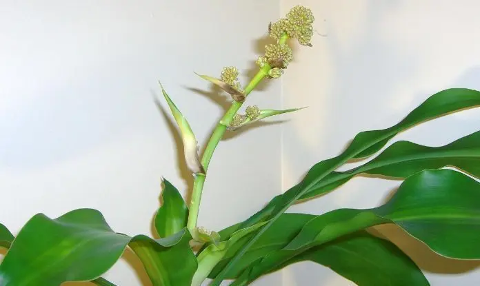 <p> Planta de ma&iacute;z (Dracaena fragrans); Massangeana, CC licencia. </p>