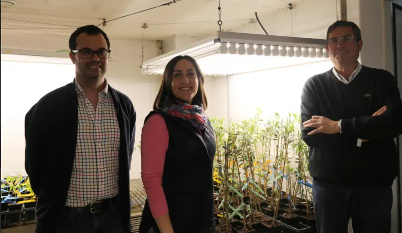 <p> De izquierda a derecha, los investigadores del Departamento de Agronom&iacute;a de la UCO Carlos Agust&iacute;, Ana L&oacute;pez y Antonio Trapero </p>