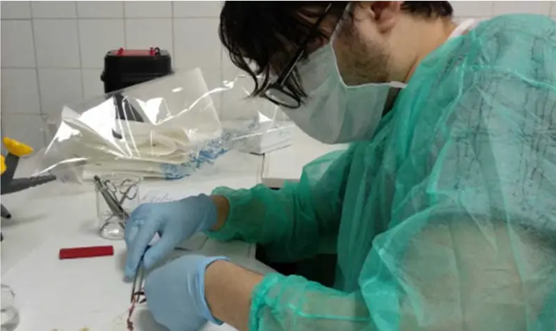 <p> El investigador de la Universidad de M&aacute;laga &Aacute;ngel Mart&iacute;nez en el laboratorio realizando un estudio del tanatomicrobioma. </p>