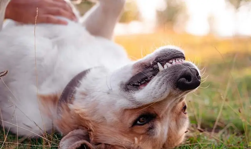 <p> dog-gets-belly-scratch-pubdomain-Lucian-Dachman </p>