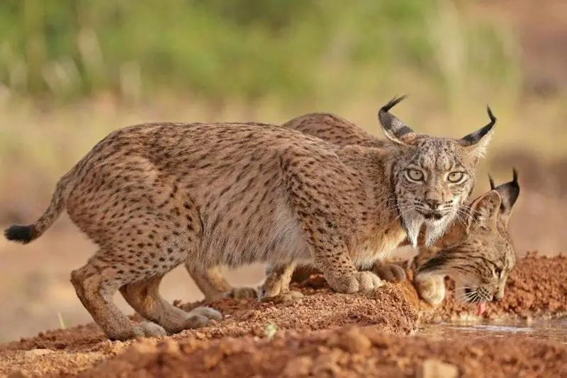 <p> Lince ib&eacute;rico. - WWF </p>