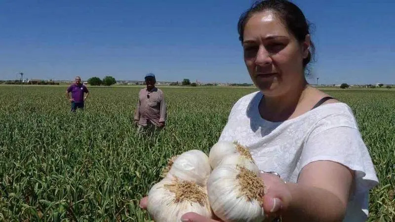 <p> Recogida de ajos<br><br>RTVE </p>