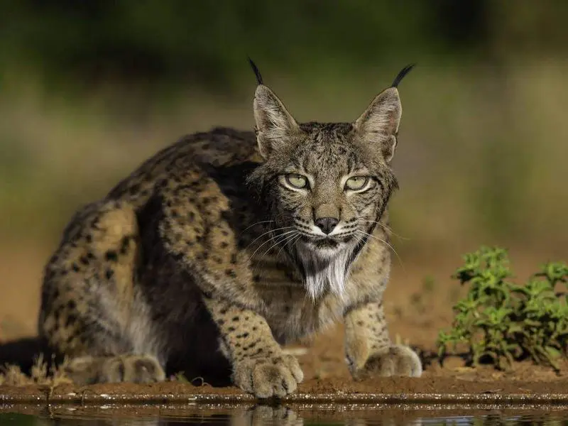 Lince Ib&eacute;rico
