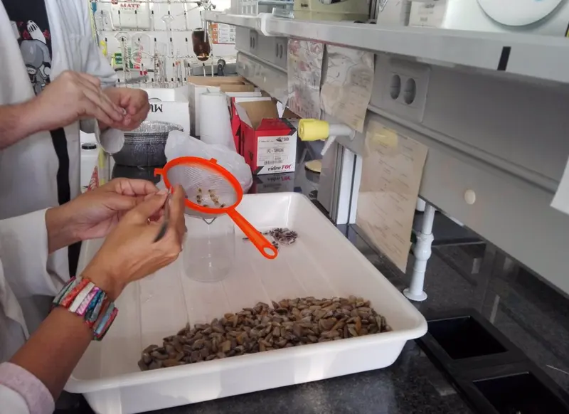 <p> Un adulto consume unos 8.100 micropl&aacute;sticos al a&ntilde;o a trav&eacute;s de moluscos de media - URV </p>