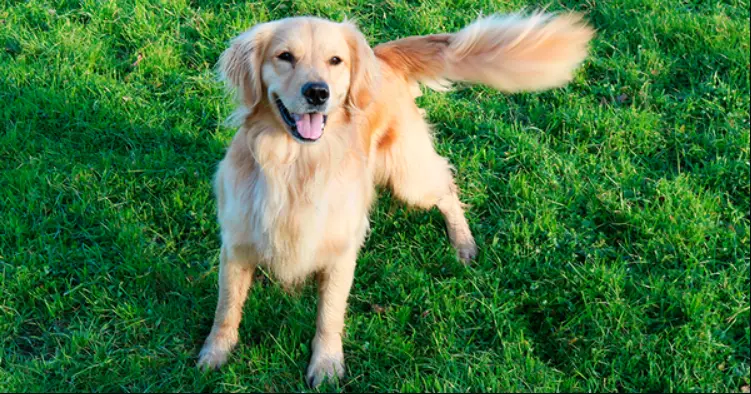 <p> Imagen de archivo de un perro en un jard&iacute;n </p>