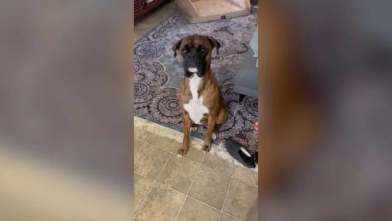 <p> La adorable relaci&oacute;n de estos dos perros: se esperan impacientes para verse - YOUTUBE-VIDEO-AMBER GRIFFITH </p>