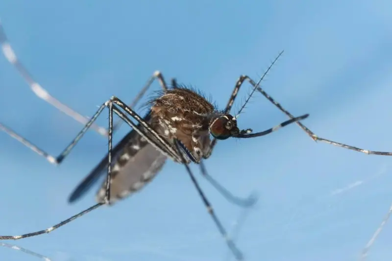 <p> Archivo - Mosquito Culex tarsalis. - JOSEPH BERGER, BUGWOOD.ORG - Archivo </p>