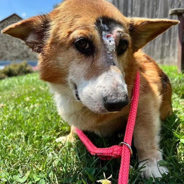 <p> Arthur, el perro superviviente </p>