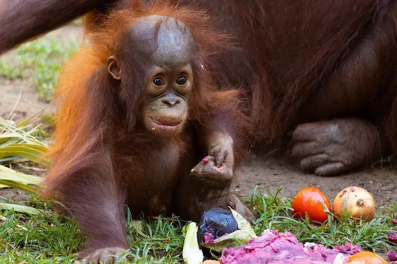 <p> Neo Bioparc Fuengirola. </p>