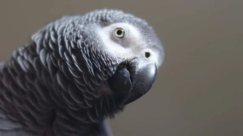 <p> Imagen de un loro Yaco </p>