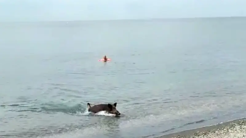 <p> Un jabal&iacute; se ba&ntilde;a en una playa de M&aacute;laga. Fuente: Redes Sociales. </p>