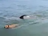 <p> Perro y delf&iacute;n juegan juntos en una playa de A Coru&ntilde;a </p>