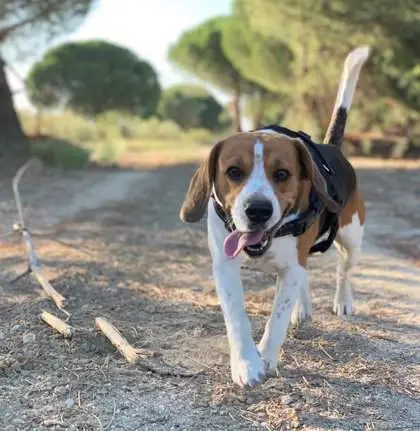 <p> Un perro Beagle - EP </p>