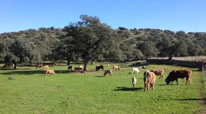 <p> Ganader&iacute;a andaluza </p>