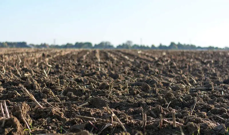 <p> Ifapa estudia las necesidades de nitr&oacute;geno, f&oacute;sforo y potasio de los cultivos. </p>