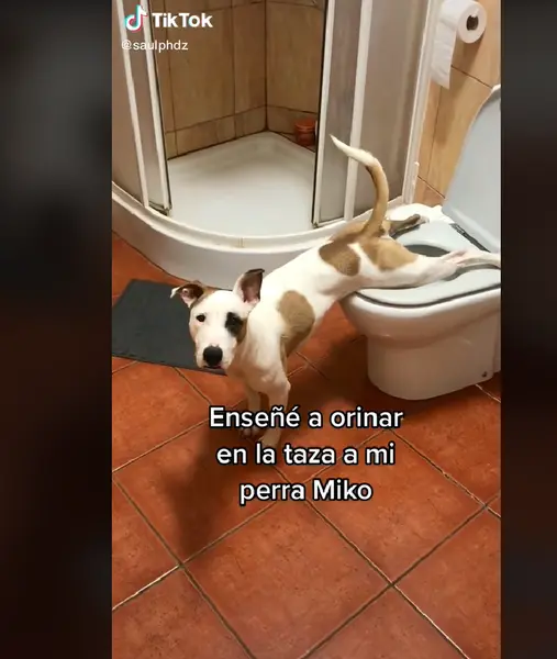 <p> Ense&ntilde;&eacute; a orinar a Miko en la taza&hellip; real o fake? @saulphdz </p>