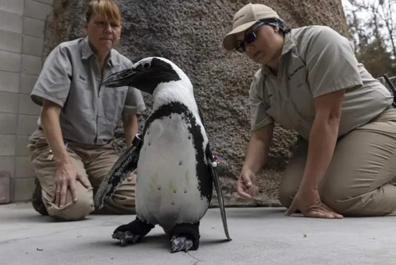 <p> El ping&uuml;ino Lucas - San Diego Zoo </p>