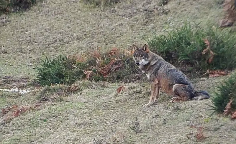 <p> Lobo - CSIC </p>